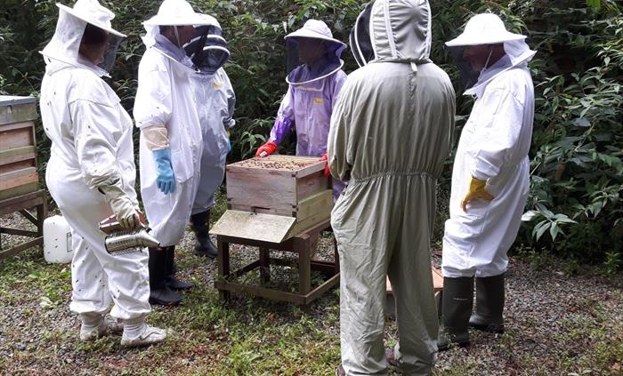Beekeepers inspecting the hives at Scolton Manor